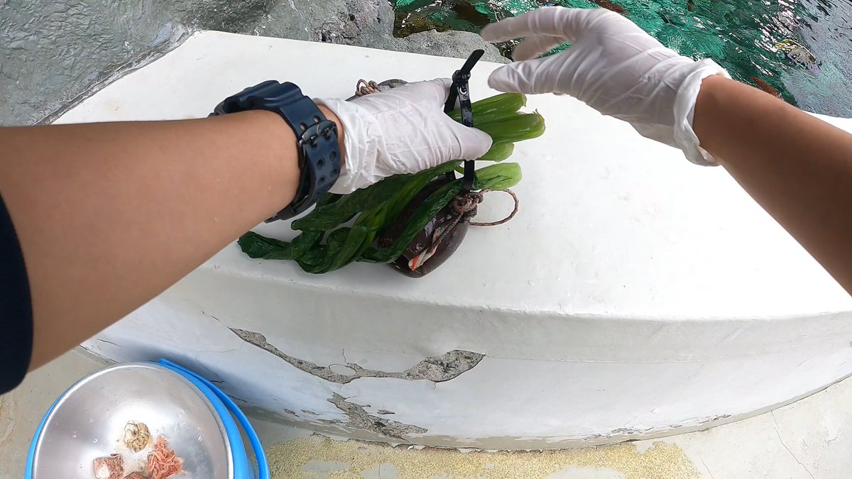 葛西臨海水族園 公式 4 19は 4 1 9 の語呂合わせで 飼育の日 今年のテーマは 飼育係の日常 スペシャル 動画やスタッフトークの生配信 そしてツイッターで 飼育係の日常をご紹介します お楽しみに くわしくは T Co Zewpcuhavd 葛西臨海水族園 公式 4 19は 4 1 9 の語呂合わせで 飼育の日 今年のテーマは 飼育係の日常 スペシャル 動画やスタッフトークの生配信 そしてツイッターで 飼育係の日常をご紹介します お楽しみに くわしくは T Co Zewpcuhavd