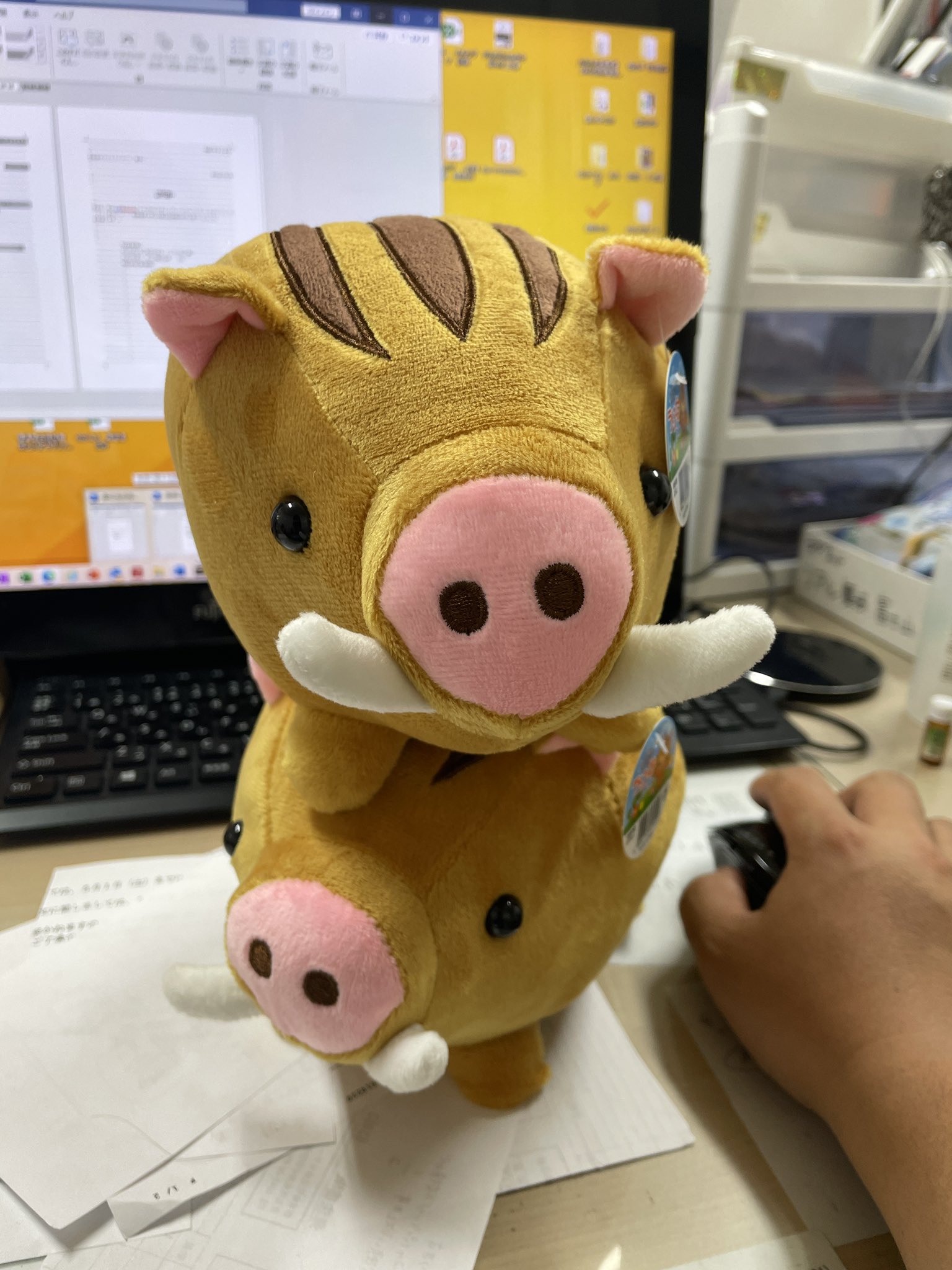 干支 いのしし うり坊 イノシシ ぬいぐるみ キュート販売 CUTE