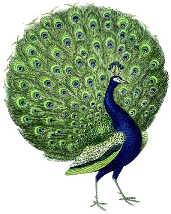 Vintage Peacock Print - Peacock Bird Wall Art Downloadable Peacock Bird https://t.co/8UXn2ZnFLa #birds https://t.co/0xGSS9hEiR