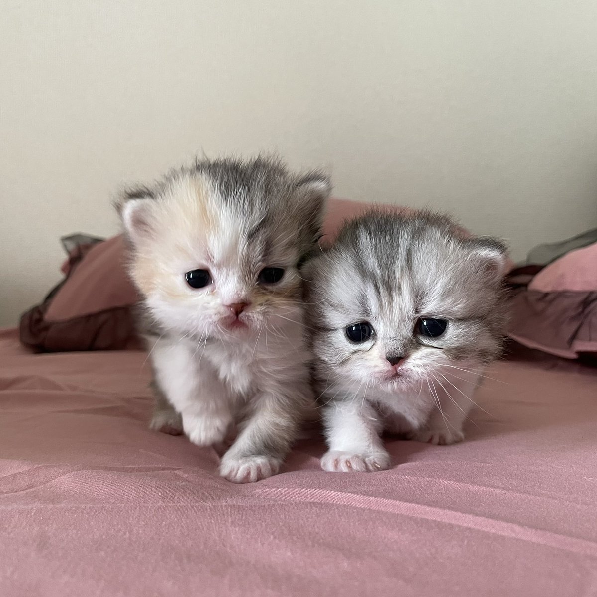 ぷりサラ うにポン よちよち歩きができるようになりました 猫好きさんと繋がりたい ねこのいる暮らし 猫のいる暮らし 可愛い猫 スコティッシュフォールド Cat 猫好き ペルシャ猫 チンチラシルバーの会 猫のいる生活 猫写真 猫のいる幸せ ぷりサラ うにポン よちよち歩きができるようになりました 猫好きさんと繋がりたい ねこのいる暮らし 猫のいる暮らし 可愛い猫 スコティッシュフォールド Cat 猫好き ペルシャ猫 チンチラシルバーの会 猫のいる生活 猫写真 猫のいる幸せ