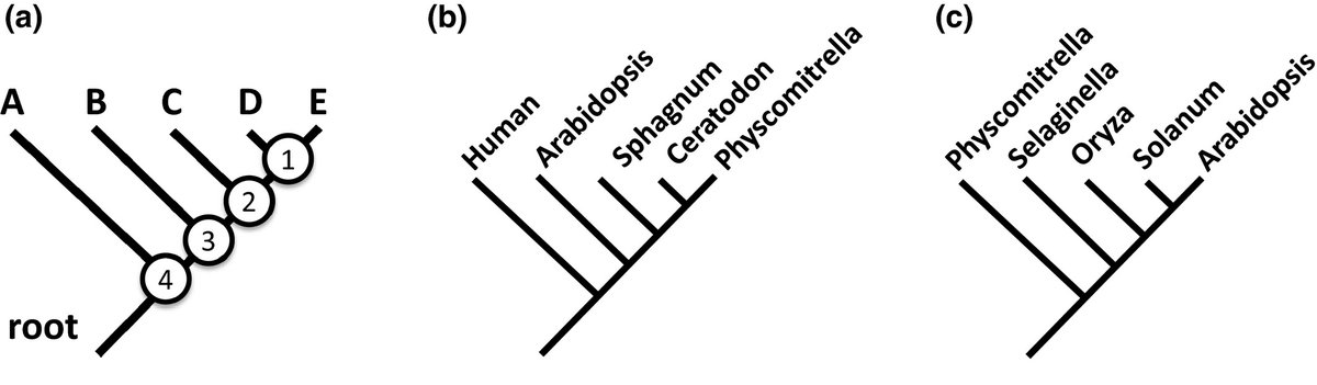 NewPhyt's tweet photo. Bryophytes are not early diverging land plants #Viewpoint @mcdaniellab  https://t.co/LcYl23yU9W https://t.co/8INcj4sRph