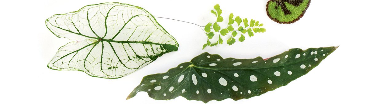 Meet <a href="/BOWBELLE/">GYNelle</a> author of #Plant and #Prick <a href="/PRICKLDN/">PRICK</a> over on our #NourishandInspire Blog to find out a bit more about why we've all fallen in love with house plants and crucially, how to take better care of them fal.cn/3eAox