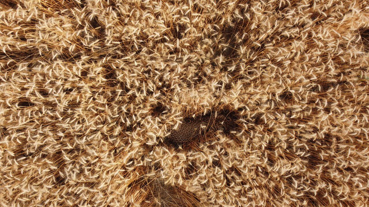 rameshpandeyifs's tweet image. What do you see in this image? Zoom in and get surprised. 

Use of drones helped in successful rescue operation of a leopard in Bahraich, UP recently. This interesting image has been shared by Manish Singh, DFO. Indeed a well coordinated work. @CentralIfs 
#leopard #rescue