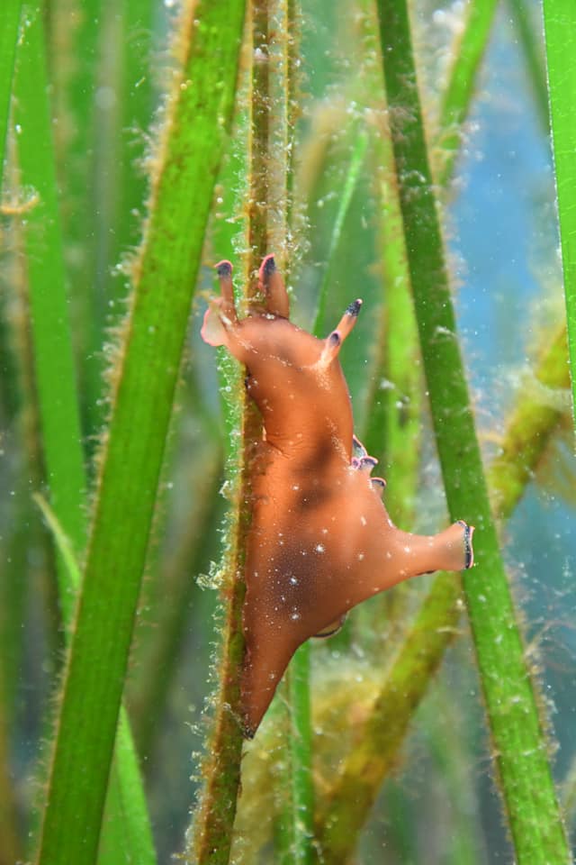 ウミウシ ウミウシ