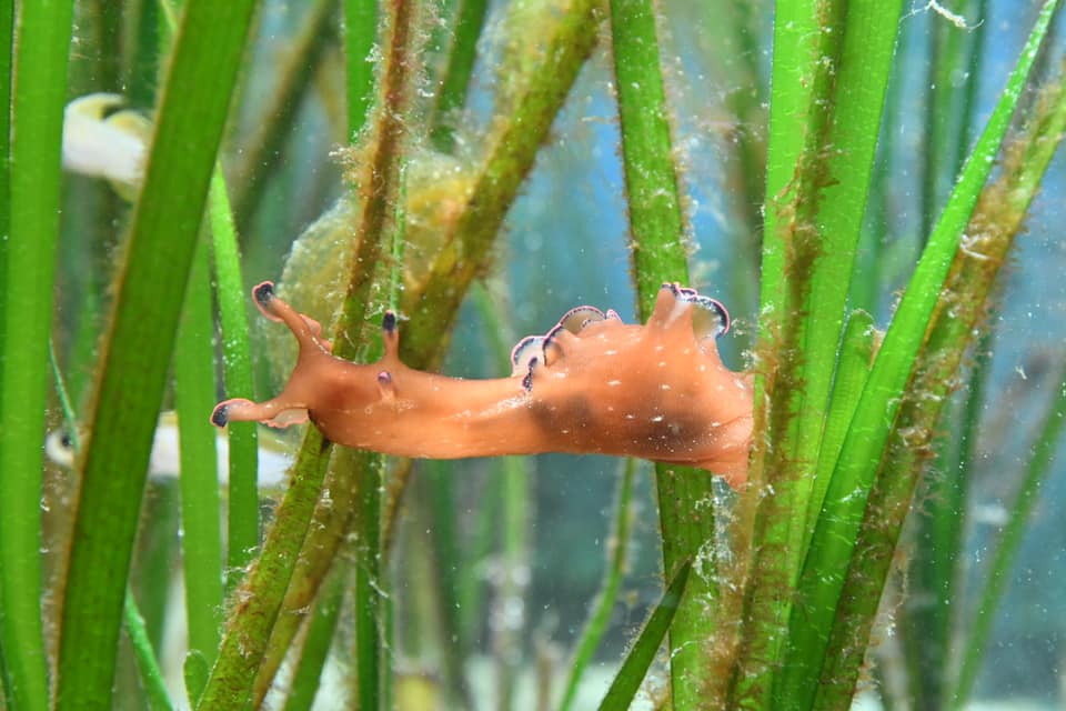 ウミウシ ウミウシ