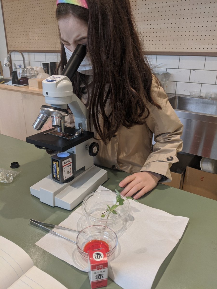 MSTokyoGinkgo's tweet photo. Second wave of excitement with the microscope! This time is about roots. #WeAreMST #MSTelementary https://t.co/nIuNOcY9L6