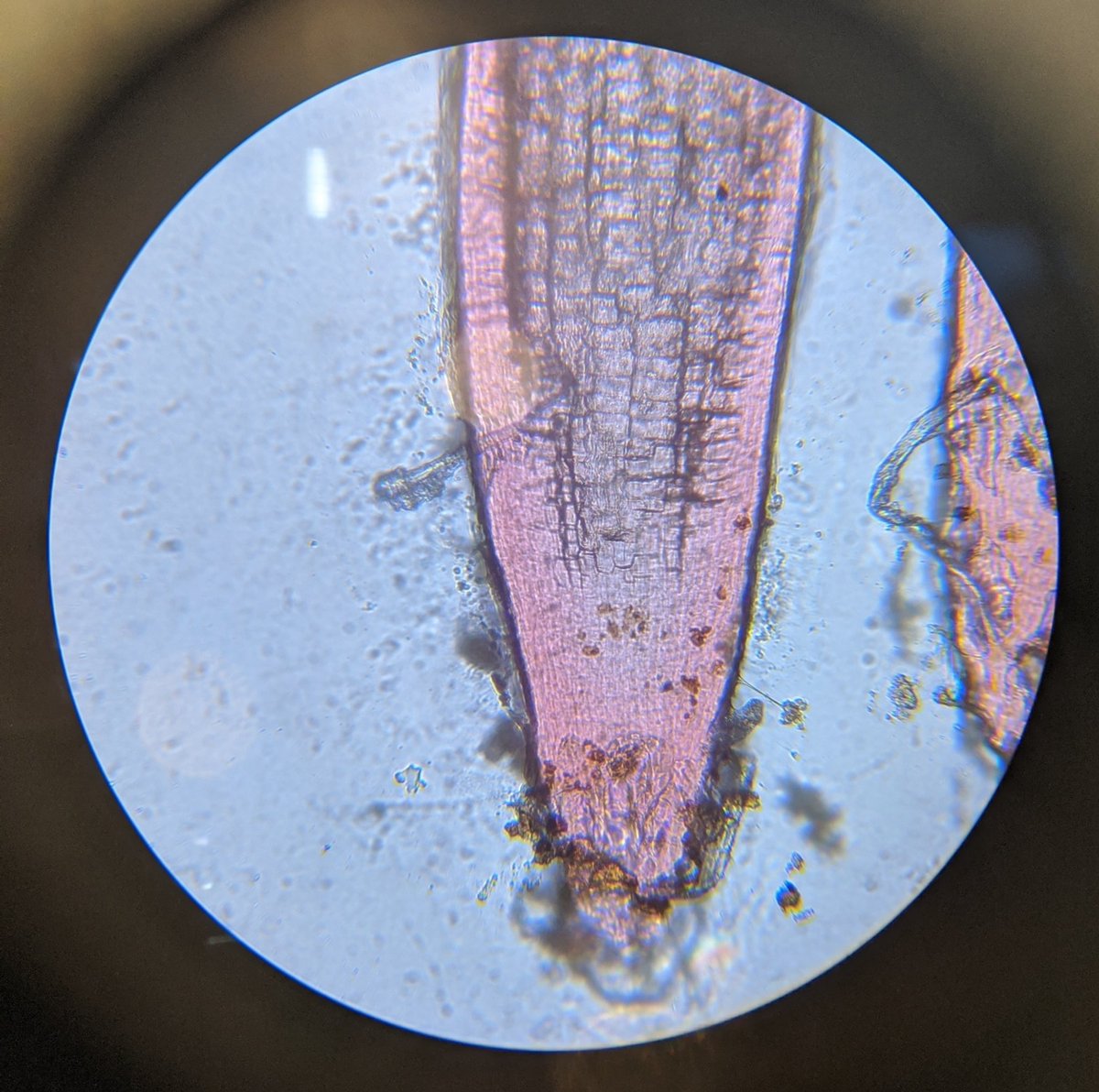 MSTokyoGinkgo's tweet photo. Second wave of excitement with the microscope! This time is about roots. #WeAreMST #MSTelementary https://t.co/nIuNOcY9L6