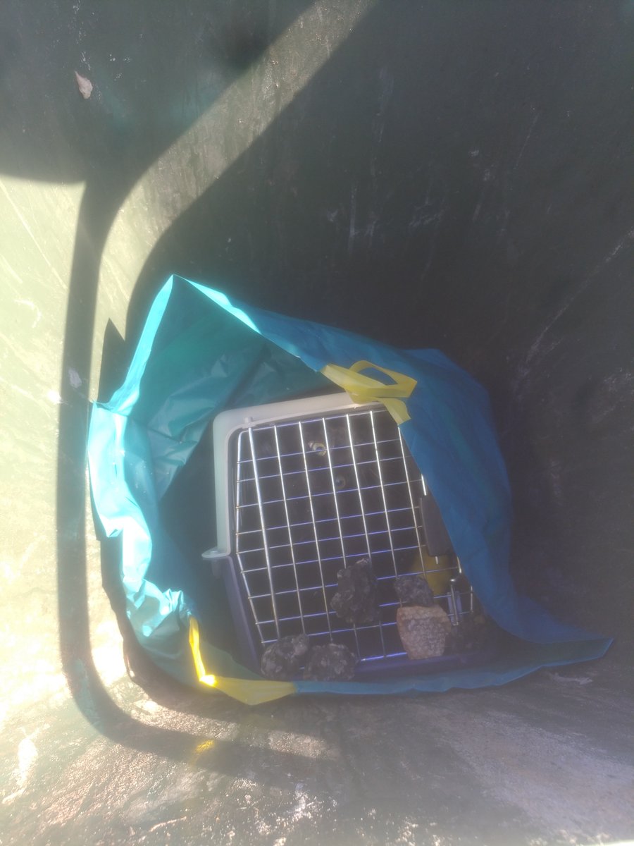 PatrickMajor_9's tweet image. A 2 year old black cat has been found dumped inside a council bin at Henley Beach South. @rspcasa is calling for public help to track down the offender. Details coming up in @9NewsAdel