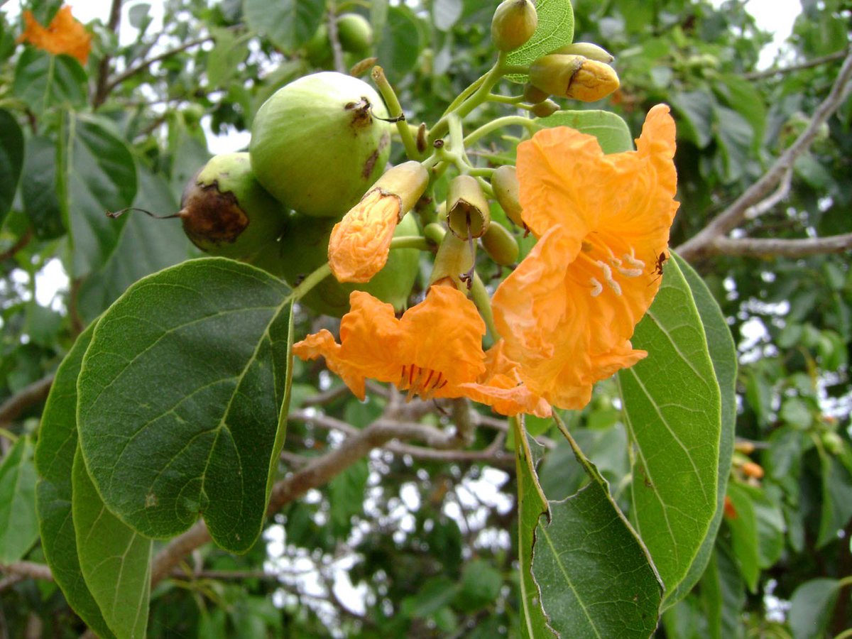 Scientific Name: 
Cordia subcordata
Name:  ކާނި (Kaani)
Common Names: 
Sea trumpet, beach cordia
Use: coastal bio shield. Wood is soft but durable. Used as poles, in house,boat building & handicrafts. Leaves are used to dye traditionalfish nets & lines. 
#nativeplants #maldives