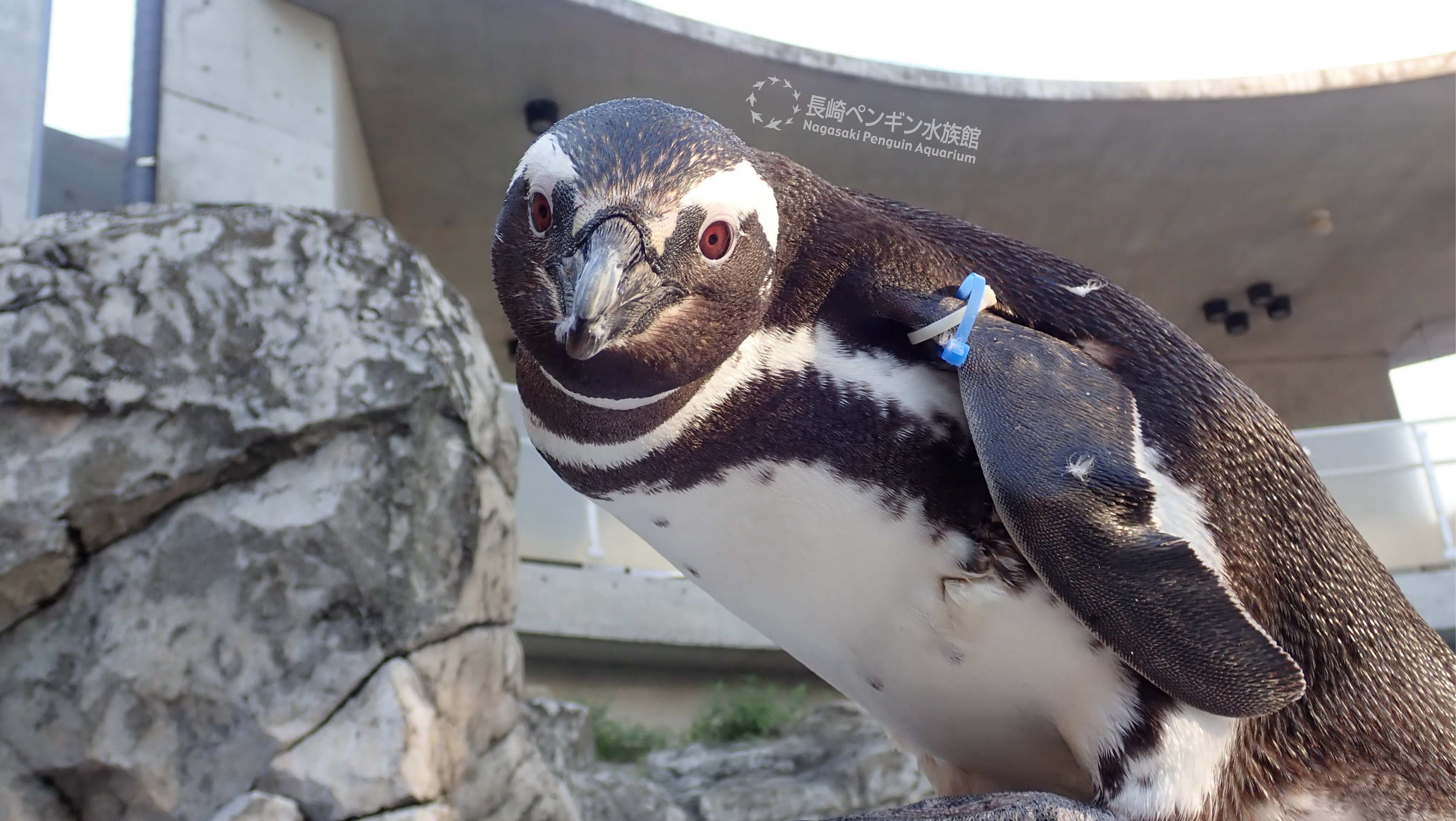 長崎ペンギン水族館 公式 マゼランペンギンの正面顔 鳥っぽい感じ出ていますか ペン水 長崎ペンギン水族館 長崎 ペンギン 水族館 マゼランペンギン ペンギンは鳥です T Co Bqg9suji3n Twitter