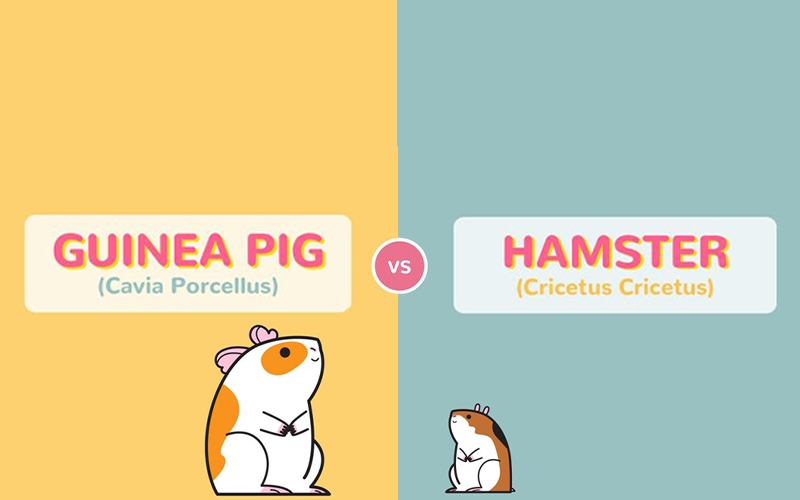 C_Infographics's tweet photo. Hamsters en Cavia’s zijn erg gewild in Nederland. Voordat je een besluit neemt om een knaagdiertje te nemen is het belangrijk om de verschillen te weten.

#hamster #cavia #huisdieren

https://t.co/SlKu7jQkqb https://t.co/bv71wlsZ42