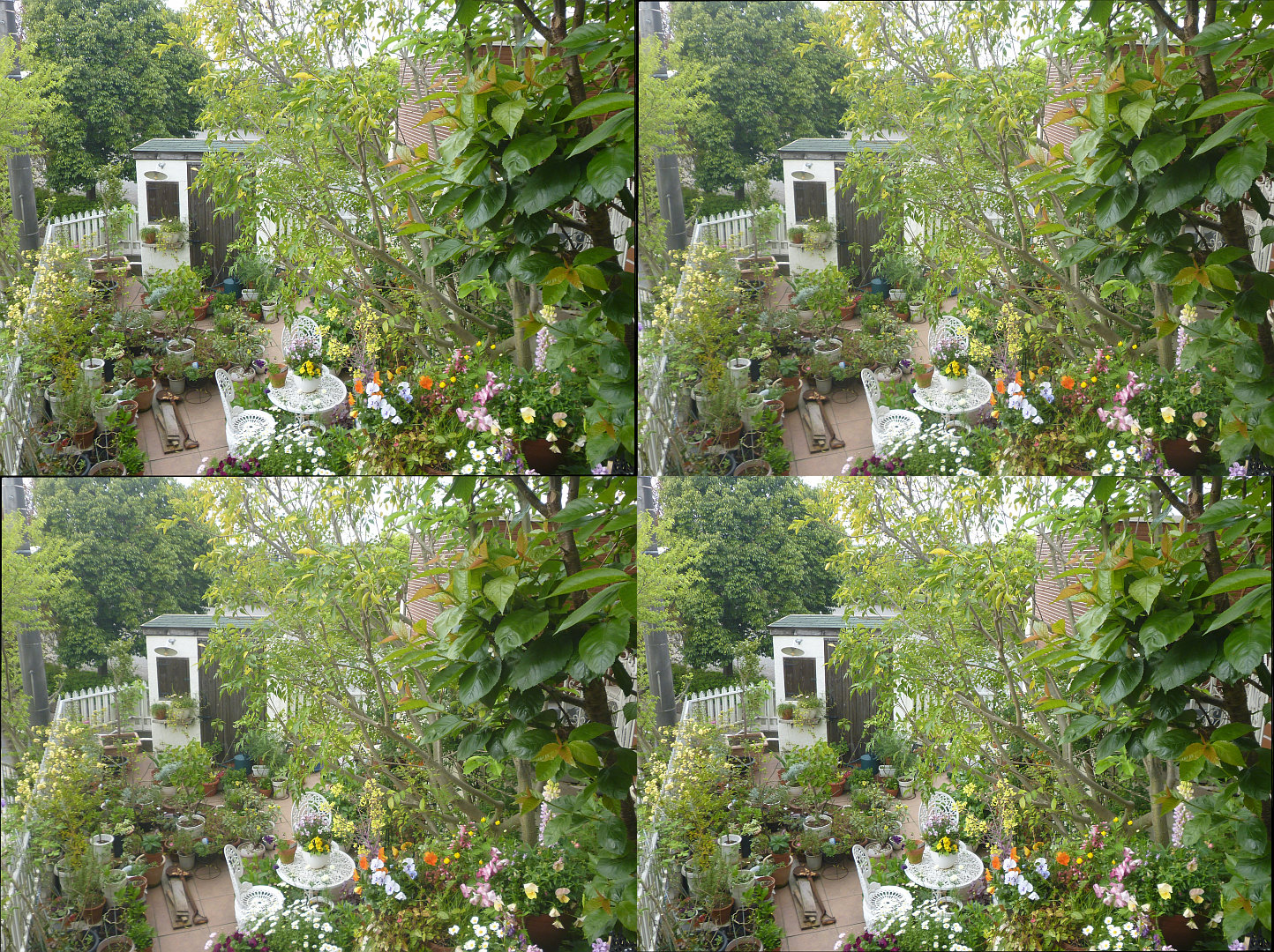 تويتر Rover416t على تويتر シマトネリコ剪定後の花壇 これで上 下共に日当たりが少し良くなったはず T Co Scxmmnihg7