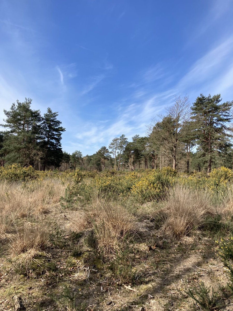 Lovely morning for a stroll and great advice in my ears with <a href="/Amazing_If/">Amazing If</a> to unwind from an intense week.  podcasts.apple.com/gb/podcast/squ…