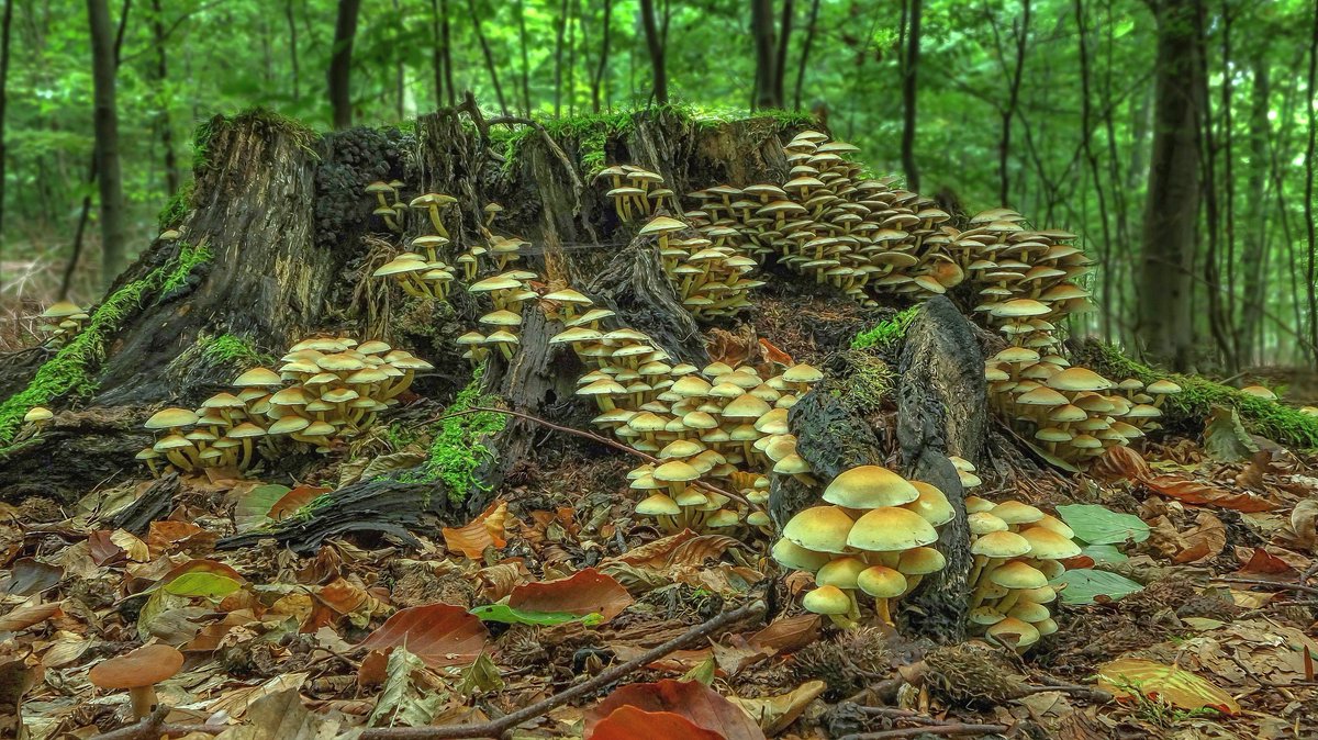 #RP_INRAE Découverte de nouveaux partenaires enzymatiques chez les champignons pour valoriser les #biodéchets et développer des procédés respectueux de l’environnement. Résultats dans <a href="/NatureComms/">Nature Communications</a>. #Bioéconomie 
➡️url.inrae.fr/31ZScVC