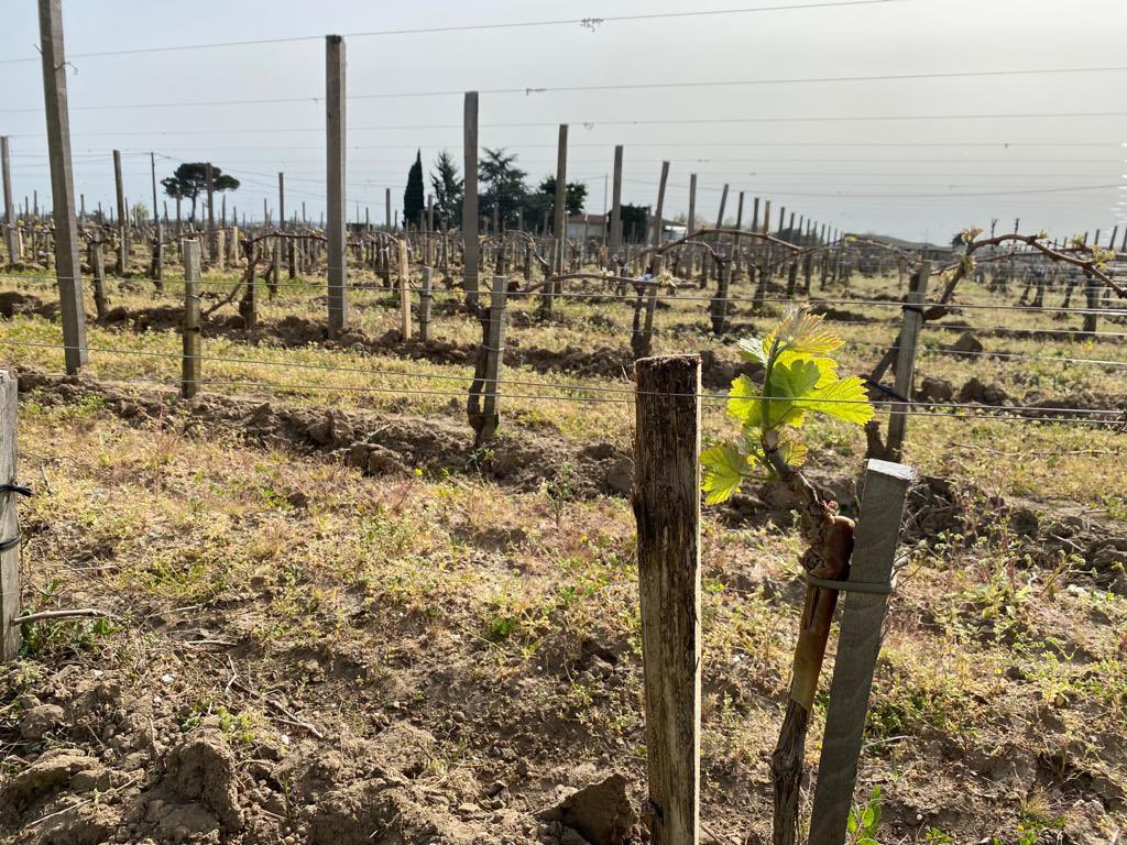 sol_beni_3_4_3's tweet photo. Before frost some days ago, beautiful spring leaves.
#saintemilion #troussier_solbeni
#サンテミリオン
#サンテミリオンワイン
#トルシエワイン #solbeni #coupduchapeau #vineyard #frost #霜被害 #ワイン #ぶどう畑 #ブドウ被害 #ワイナリー https://t.co/JC7O6iB9qW