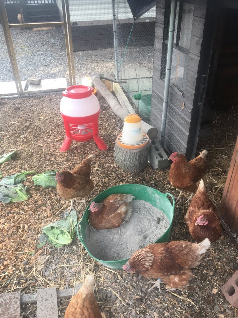 I have talked fairly often about the chickens here and I have written about them extensively. They changed my life and I still think about them every day.[image: six chickens are in their run. One is dust bathing while the others watch.]