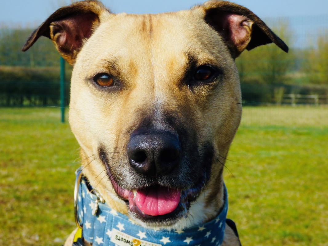 AdoptionsUk's tweet image. Please retweet to help Holmes find a home #WILTSHIRE 

Handed over as an unwanted xmas gift in 2018, he's intelligent and affectionate, looking for a calm adult home as only pet though likes dogs pals out, poor lad has some anxiety, could you help?
dogstrust.org.uk/rehoming/dogs/…
#dogs