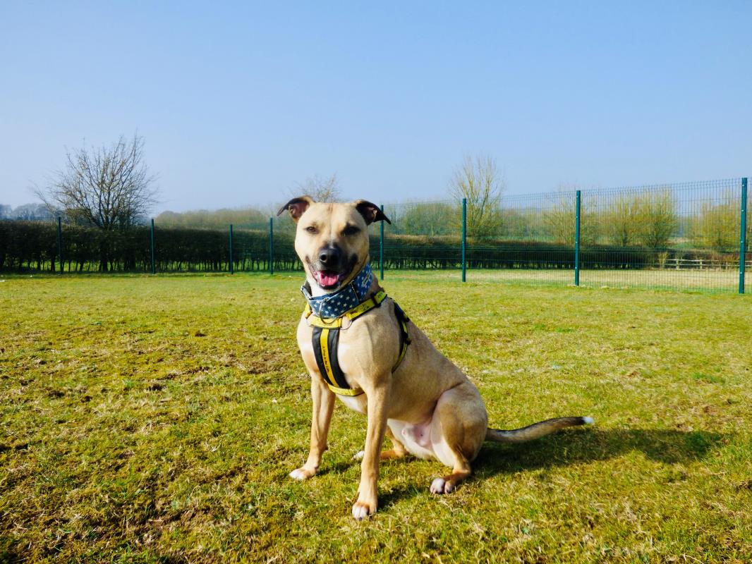 AdoptionsUk's tweet image. Please retweet to help Holmes find a home #WILTSHIRE 

Handed over as an unwanted xmas gift in 2018, he's intelligent and affectionate, looking for a calm adult home as only pet though likes dogs pals out, poor lad has some anxiety, could you help?
dogstrust.org.uk/rehoming/dogs/…
#dogs