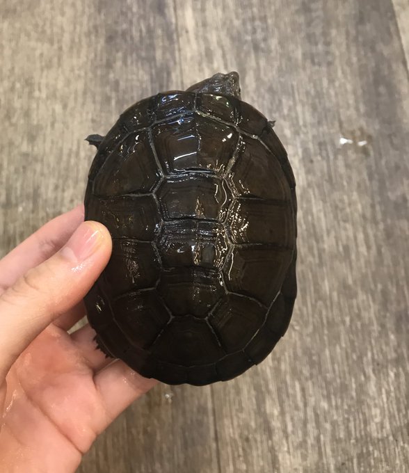 爬虫類ショップアンテナ博多店さん の 21年4月 のツイート一覧 1 Whotwi グラフィカルtwitter分析