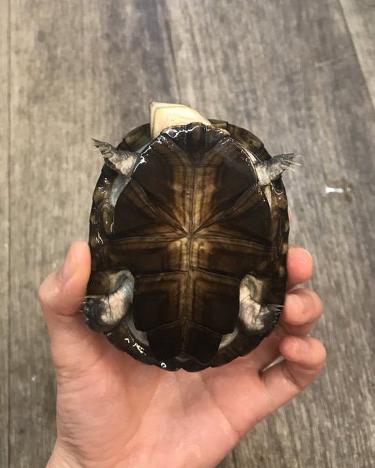 爬虫類ショップアンテナ博多店さん の 21年4月 のツイート一覧 1 Whotwi グラフィカルtwitter分析