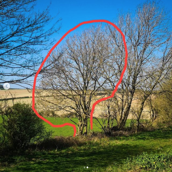 Artemis_BC's tweet photo. How could you use these trees to aid navigation?
Trees need the sun to survive - they strive towards the light. As a result you will often see heavier growth on the southern side due to the sun moving across the southern part of the sky
#bushcraft #naturalnavigation #Nature https://t.co/SnEhZm4HK7