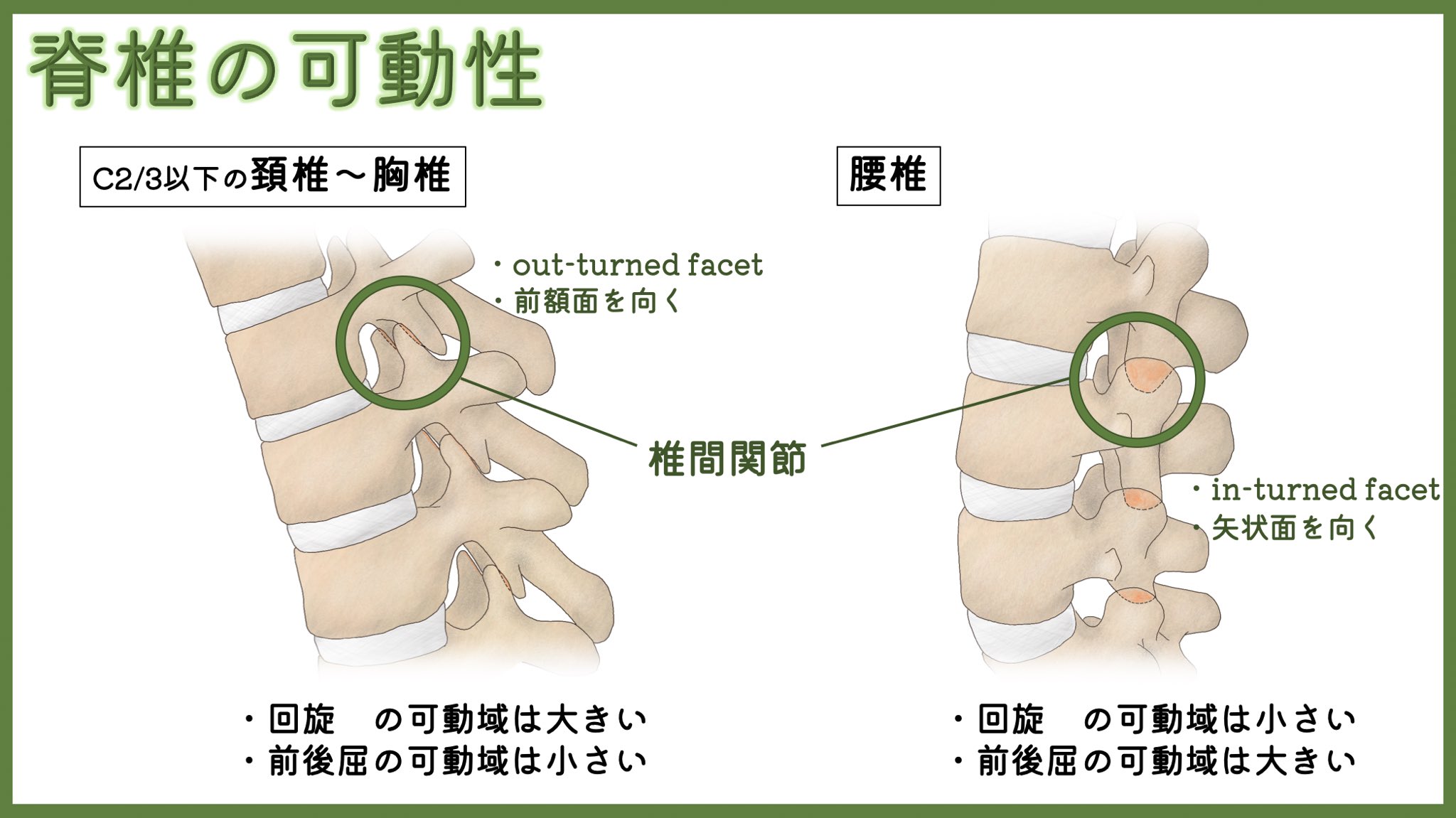 ユジカワ 整形dr イラストレーター 頚椎 胸椎と 腰椎では構造の違いから可動性が異なる こんなの医師国家試験では出ないし 意外と医者でも知らない知識 イラスト日記 脊椎の可動性 椎間関節 T Co 3t1rlfzqfu Twitter