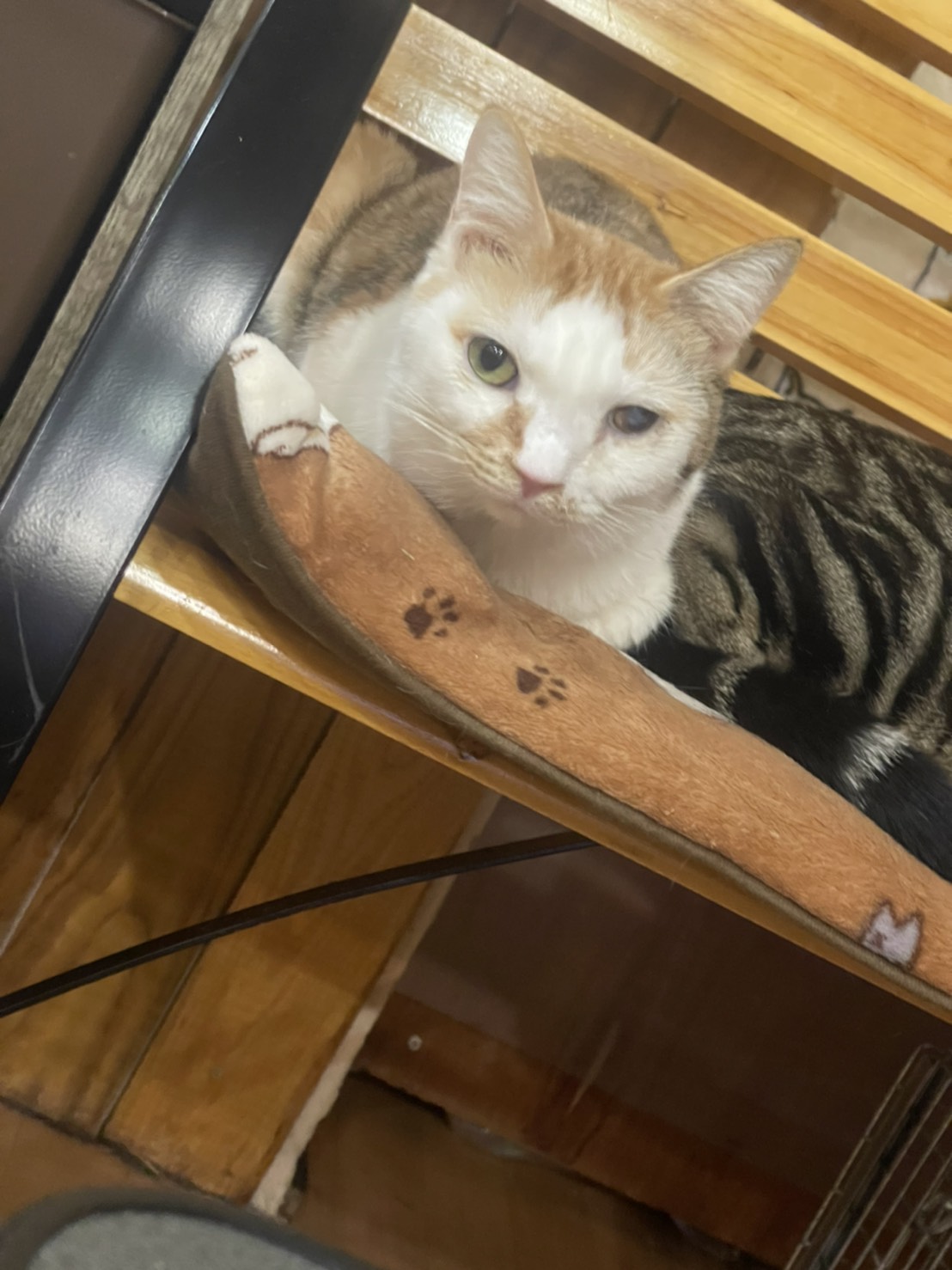 猫カフェ Shana シャナ Catcafe Shana Twitter