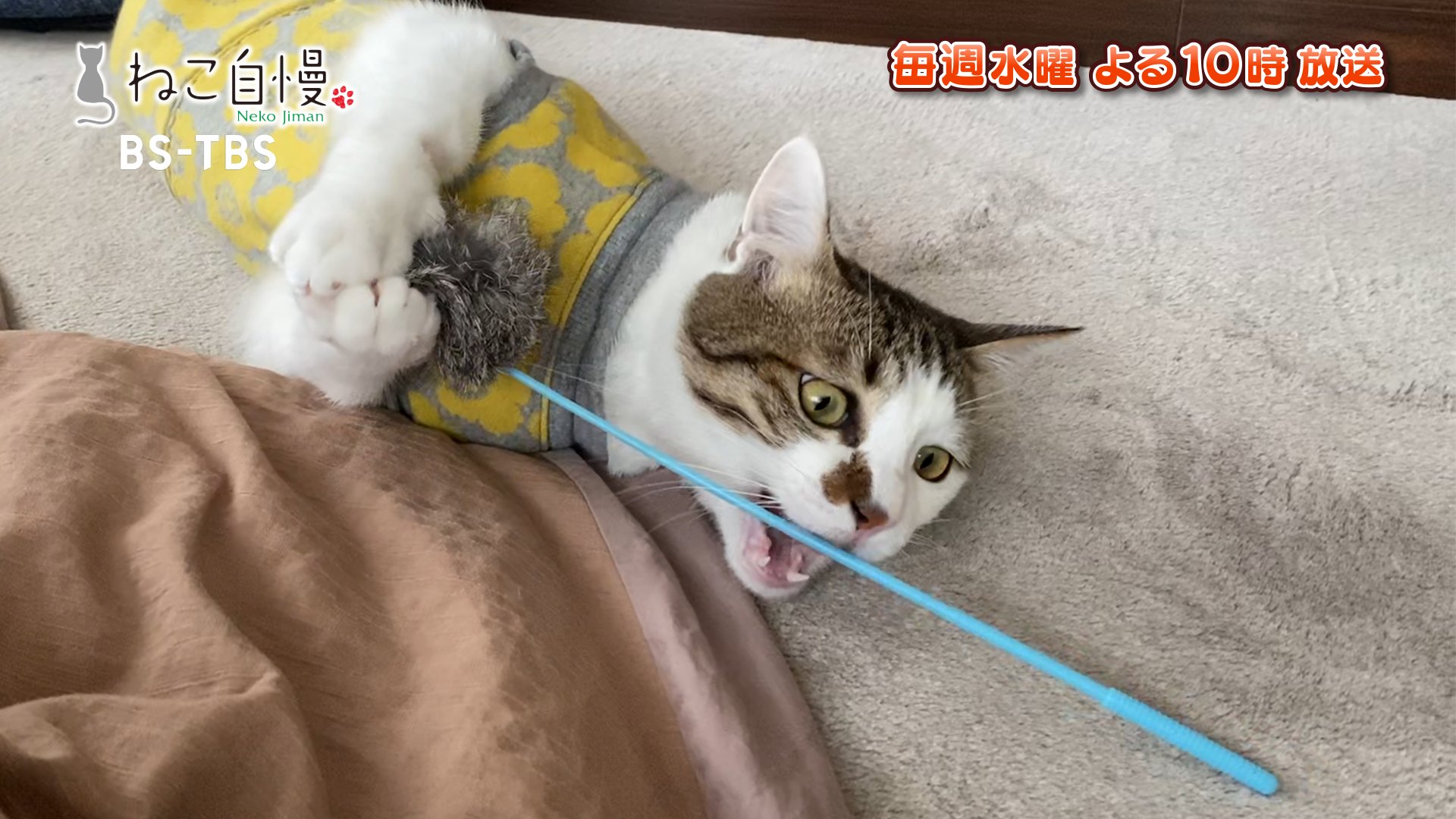 ねこ自慢 ポーン Mc猫のエースくんが 22時をお知らせします 明日のこの時間は ねこ自慢 お楽しみに ねこ自慢 ポーン Mc猫のエースくんが 22時をお知らせします 明日のこの時間は ねこ自慢 お楽しみに