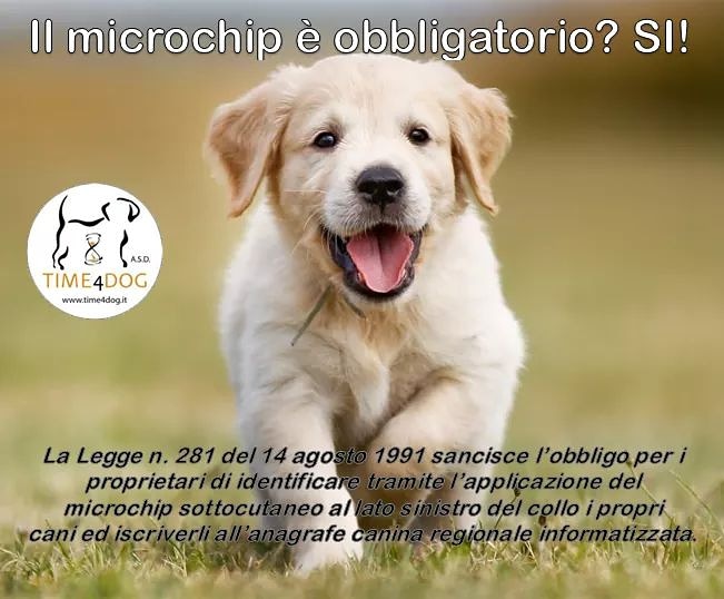 Time4Dog's tweet image. Purtroppo molti proprietari tendono ancora a non microchippare. Vi ricordiamo che il microchip, è l'unica prova che il cane vi appartiene.
#time4dog #microchip
