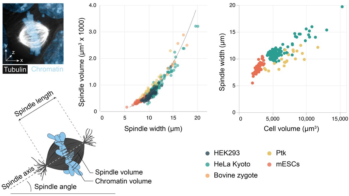 SimoneReber's tweet image. More spindles!
 🥳
Mitotic #spindle width, rather than spindle length, is the best predictor of spindle #scaling. #QuantitativeImaging Beautiful work by @TobiasKletter &amp;amp; @MrEnkapsis @IRILifeSciences! Great teamwork with @tischitischer @EMBL 
biorxiv.org/content/10.110…