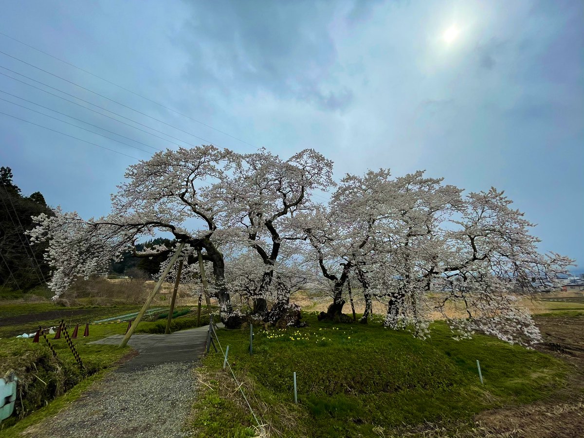 ふくしま桜紀行 今日の会津若松市は時折雪が舞う寒い日でした 本日二箇所目は石部桜を訪問 八重の桜 に登場した桜としても有名 21 04 09 ラジオ福島ツイッター情報 ふくしま桜紀行 今日の会津若松市は時折雪が舞う寒い日でした 本日二箇所目は石部桜を訪問 八重の桜 に登場した桜としても有名 21 04 09 ラジオ福島ツイッター情報