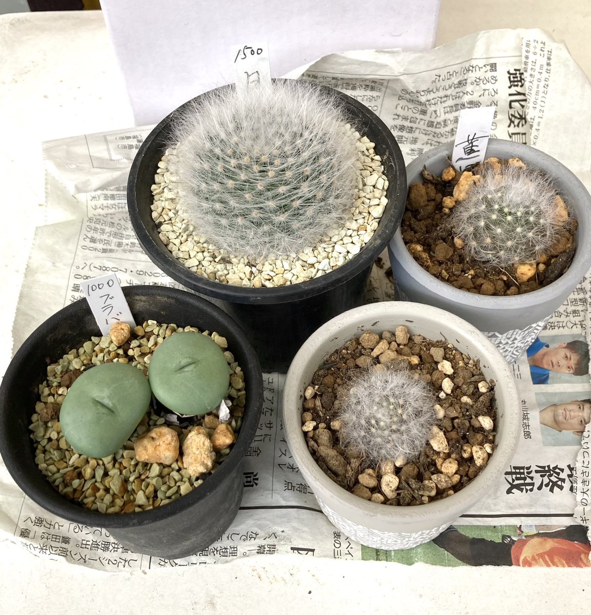 ハコペン 購入品はフワフワサボテンの月晃殿とメセンのブラバム フラブム です ミニサボテン は250円コーナーで購入しました 鉢は植え替えています サボテン グランカクタス 多肉植物 ハコペン 購入品はフワフワサボテンの月晃殿とメセンのブラバム フラブム です ミニサボテン は250円コーナーで購入しました 鉢は植え替えています サボテン グランカクタス 多肉植物