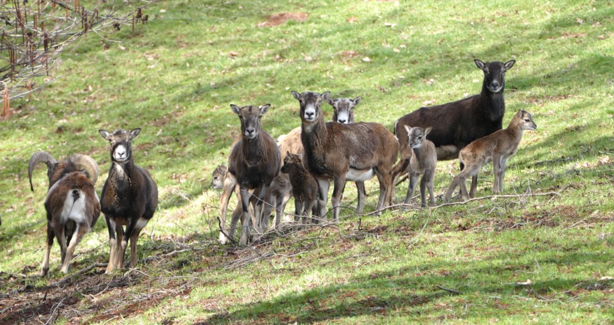 sonnenlandpark's tweet photo. #GoodNews aus unserem #Wildpark gleich 6-fach Nachwuchs bei den #Mufflons und alle Wohlauf!
#sonnenlandpark #Sachsen #wildlifephotography #Chemnitz #Zoo #leidergeschlossen https://t.co/7Y1MbLrAco