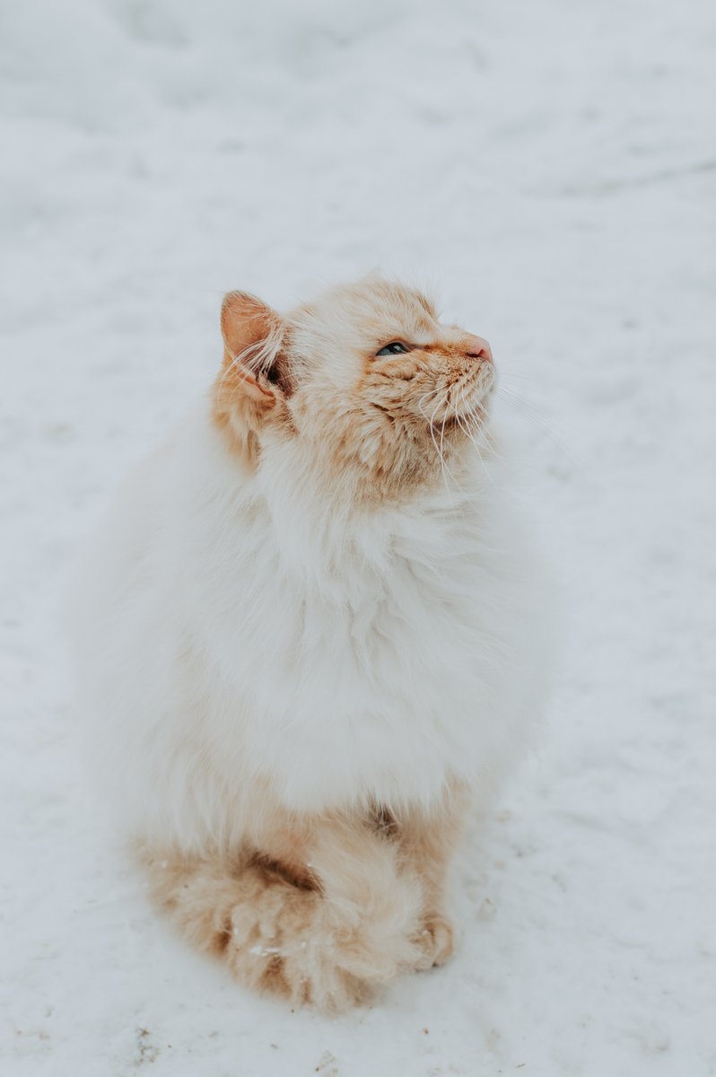 It's #FelineFriday! And today we want to know your weirdest pet names! Did your children pick your cats name? Or did you just really like it? What is your cats weird name?! Let us know in the comments below with a picture! The best name and photo will be crowned on Monday 😸