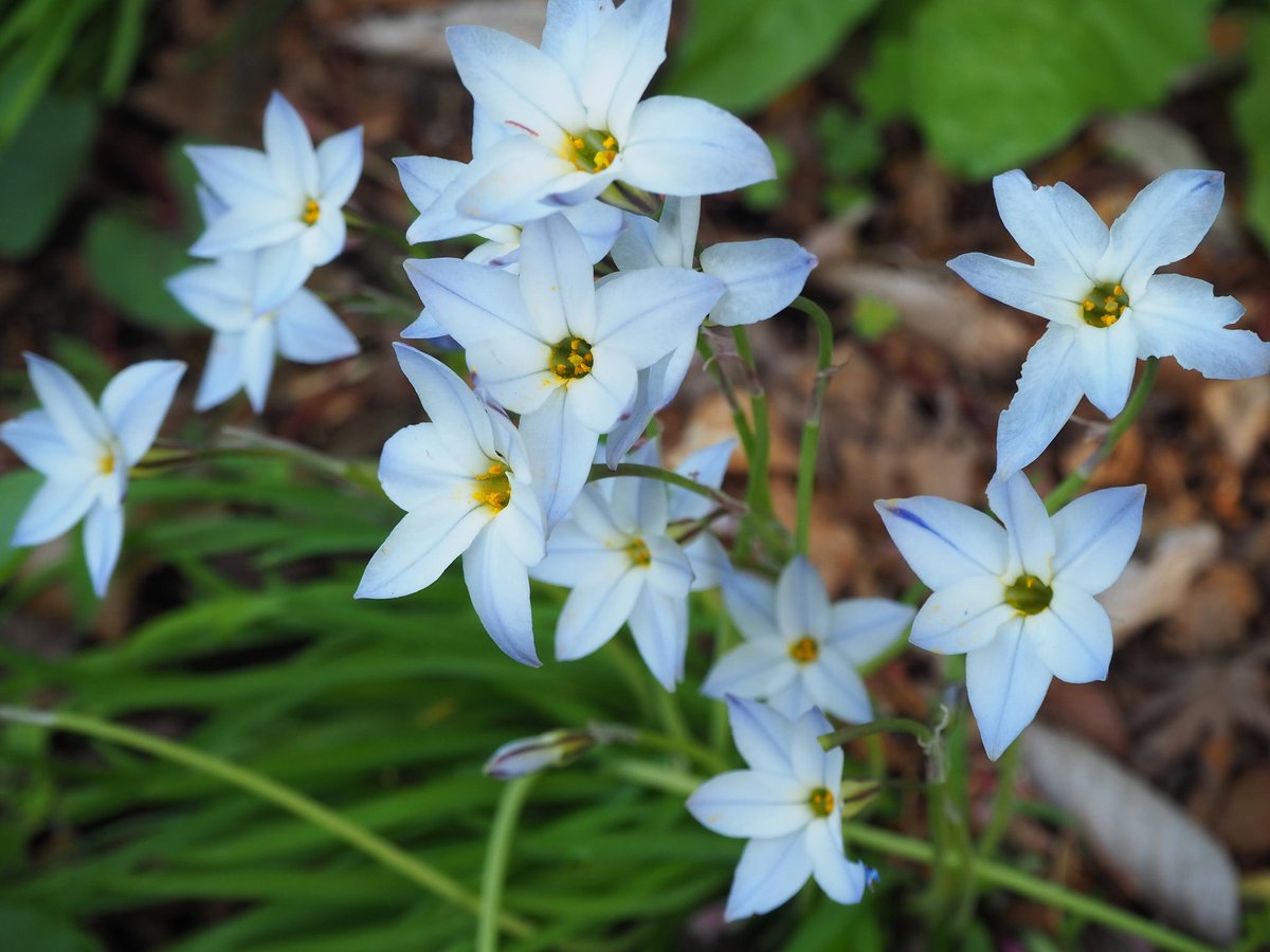 Ken 青い花韮は日陰がよく似合う Blue Spring Star Is More Beautiful In A Shade Than In A Sunny Spot Ken 青い花韮は日陰がよく似合う Blue Spring Star Is More Beautiful In A Shade Than In A Sunny Spot