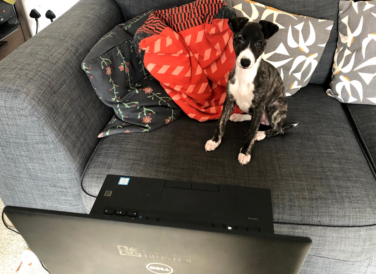 Louise Howson tweet media