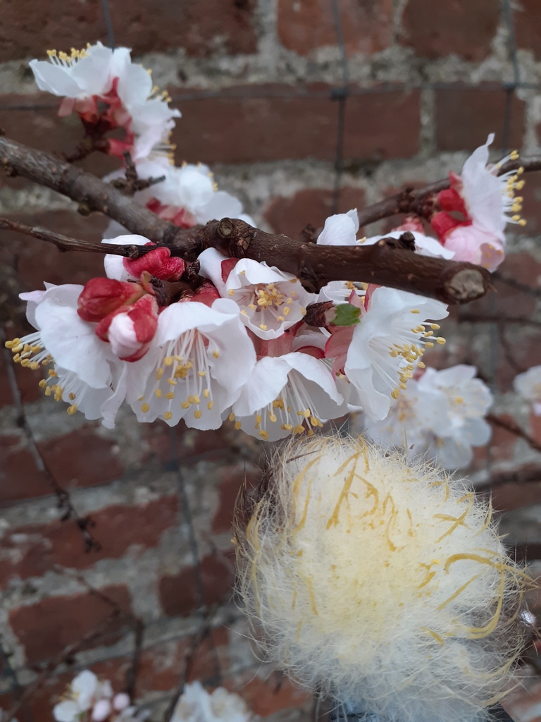Castlehilldevon's tweet image. Apricots tend to be hand pollinated as they bloom very early in the year, when weather is cold, damp and windy. This prevents flying pollinators from visiting the blossom and getting the pollen from the anthers to the pistil. 

#handpollinating #apricotblossom #gardenerstips