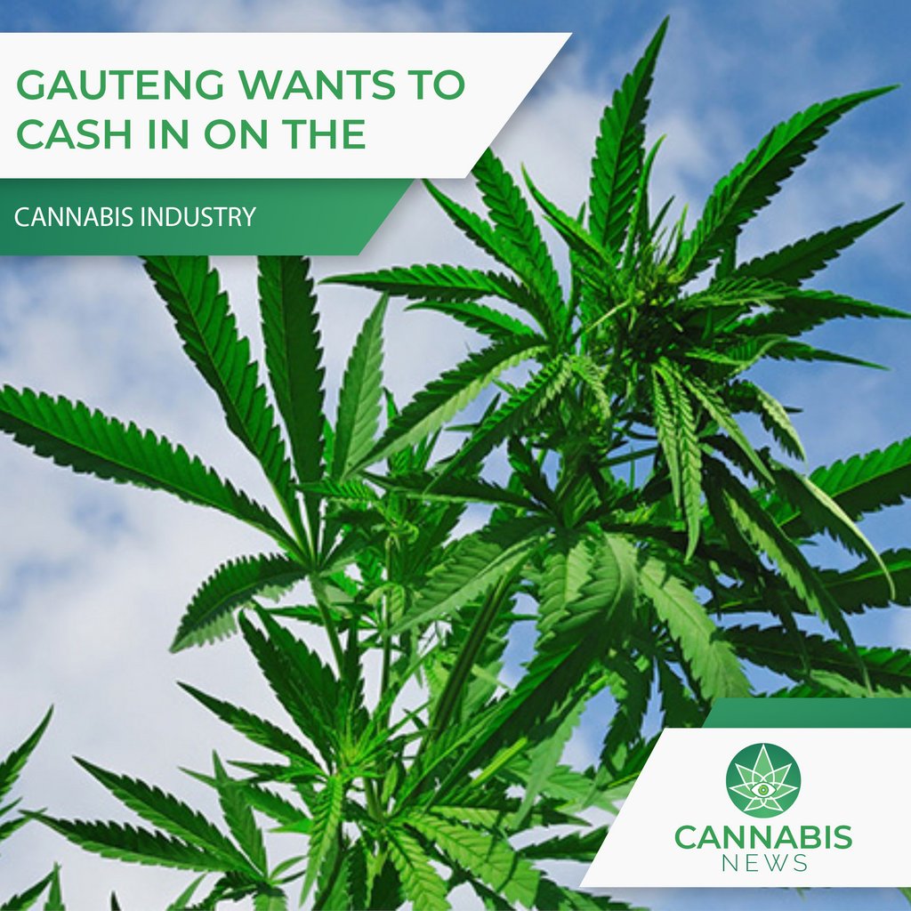 Premier David Makhura has stated his hope to see Gauteng become South Africa's leading processor of cannabis at the Gauteng State of the Province address. 

Read more on the key cannabis takeaways from the address on Cannabis News - bit.ly/3s5tJZf

#cannabisnewsza