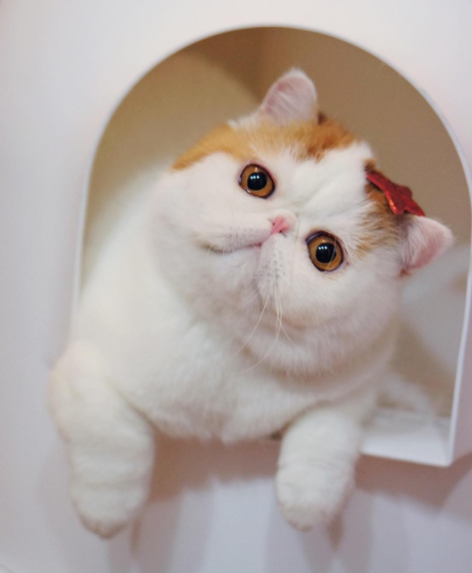 二度見するほど美しい生き物 Pa Twitter 世界で最もかわいいネコのスヌーピー 世界で最もかわいいネコ といわれているスヌーピー 小さな鼻と平らな顔 まん丸の大きな茶色い瞳がチャームポイント エキゾチックショートヘアという猫種になります 二度見するほど美しい生き物 Pa Twitter 世界で最もかわいいネコのスヌーピー 世界で最もかわいいネコ といわれているスヌーピー 小さな鼻と平らな顔 まん丸の大きな茶色い瞳がチャームポイント エキゾチックショートヘアという猫種になります