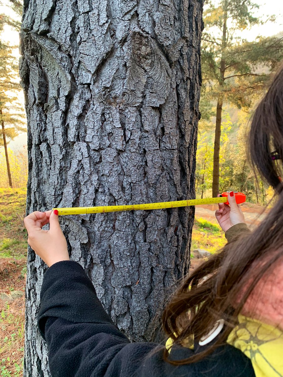 entrearbres's tweet photo. 😃🌳Treball de camp per definir les diferents unitats d’actuació i la realització d’inventaris forestals a #IOF🌲📐
Avui hem estrenat el #dendroflexometro de @foraforestech i que permet calcular diàmetres, alçades i l’àrea basal: https://t.co/Ib0kXzNfdZ
#entrearbres #forestal https://t.co/fbACgiit4g