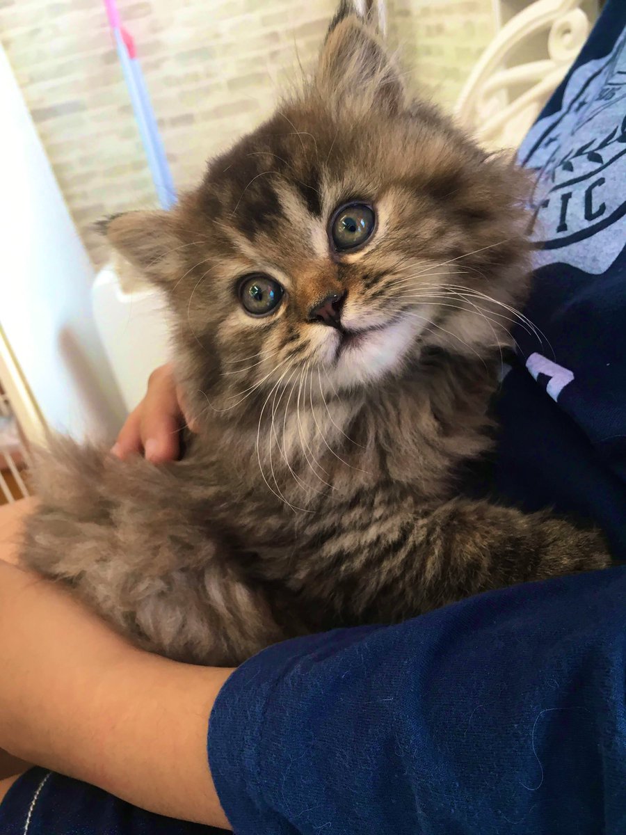 リルとコロンのにゃんだふるらいふ S Tweet どっちもかわいいでしょ 同一人物とは思えない画像を貼れ Trendsmap