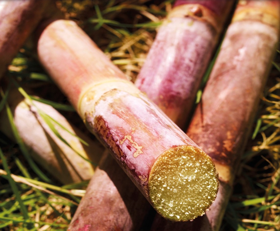 From cane to bottle, Rhum St Barth makes full use of the juice that originates from these canes to produce our award-winning rhum!

#rhum #rhumlove #rhumstbarth #stbarthelemy