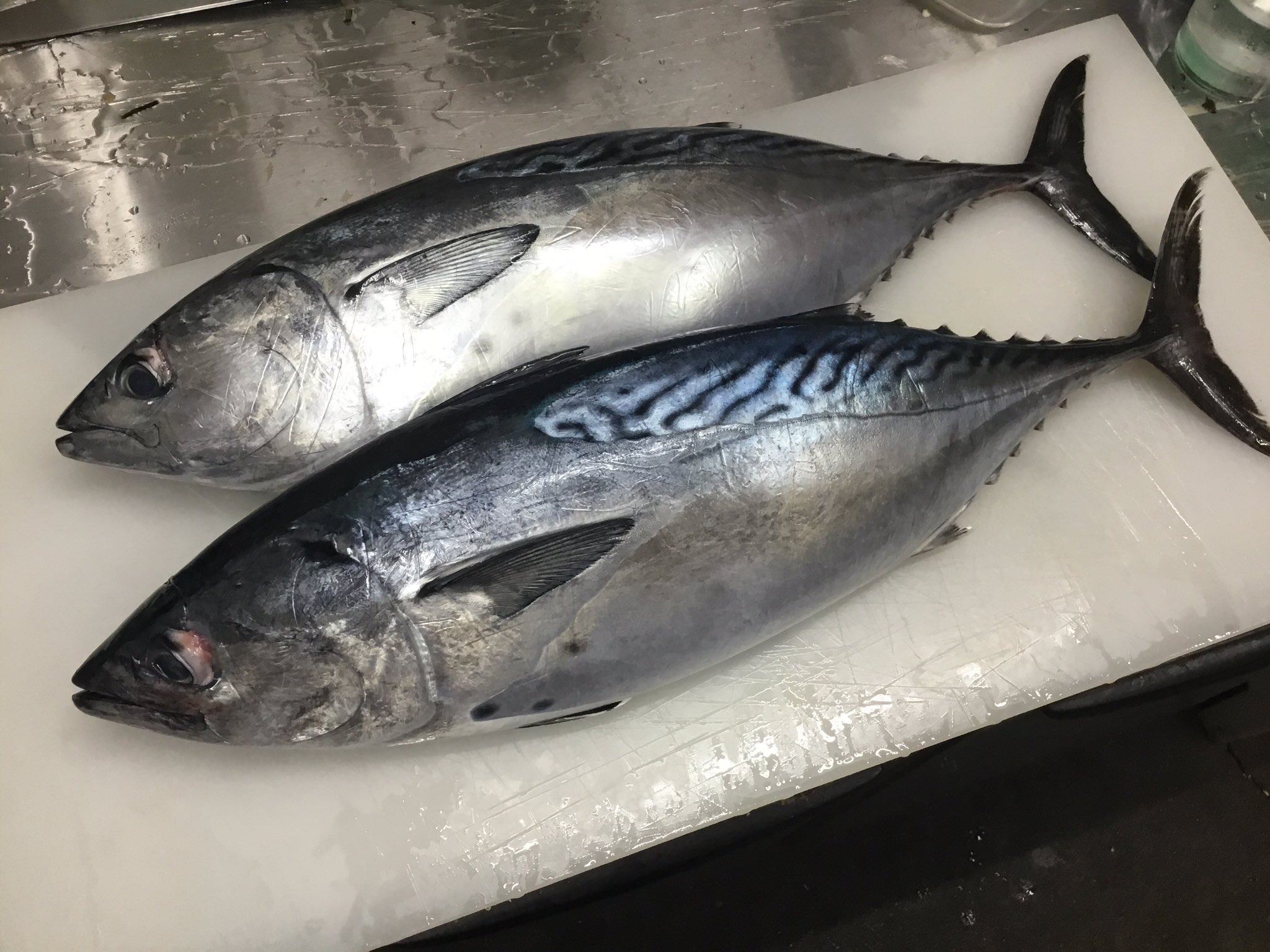 酒処黒部ゑ 本日高知県土佐清水より スマした顔のスマガツオ モンズマ 紋須萬 が入荷されました 黒部ゑ 三沢市 高知県 土佐清水 カツオ スマガツオ 紋須萬 須萬鰹 T Co Mc6gywdsqz Twitter