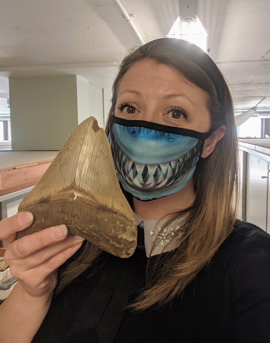 NHM_FossilFish's tweet photo. Was in @NHM_London yesterday & wearing my new mask from @NHM_Cephalopoda very appropriate for looking though the shark drawers for a few projects!
Look at the size of that #megalodon tooth! ๐ฆ๐ท
#FossilFriday #shark #fossilsharks #curator #sharkmask https://t.co/LIgWLO8sid