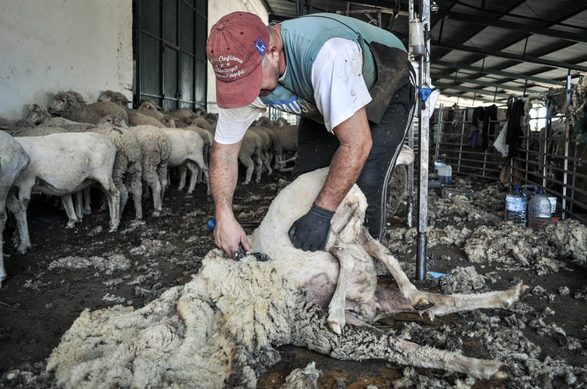 csea_lacocosa's tweet photo. Continuando con el Día Europeo de la Lana, os compartimos cómo es el Proceso de transformación de la lana con nuestras ovejas de la Finca La Cocosa 🐑 como protagonistas:
📺 Vídeo: https://t.co/faoFp8Hp9a
📒 Dossier: https://t.co/a7cYOyQE6q
#Wool4Future
#EuropeanWoolDay https://t.co/yllwsNKNBS