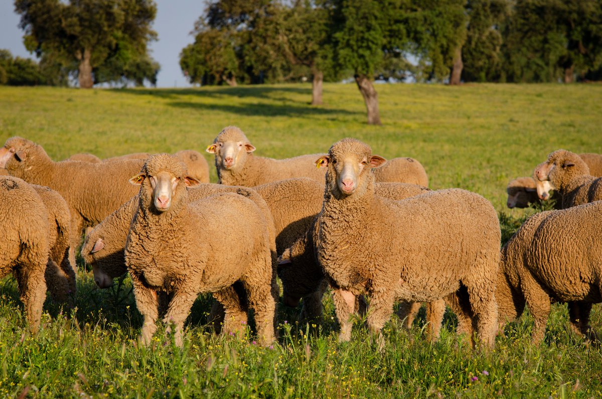 csea_lacocosa's tweet photo. Continuando con el Día Europeo de la Lana, os compartimos cómo es el Proceso de transformación de la lana con nuestras ovejas de la Finca La Cocosa 🐑 como protagonistas:
📺 Vídeo: https://t.co/faoFp8Hp9a
📒 Dossier: https://t.co/a7cYOyQE6q
#Wool4Future
#EuropeanWoolDay https://t.co/yllwsNKNBS