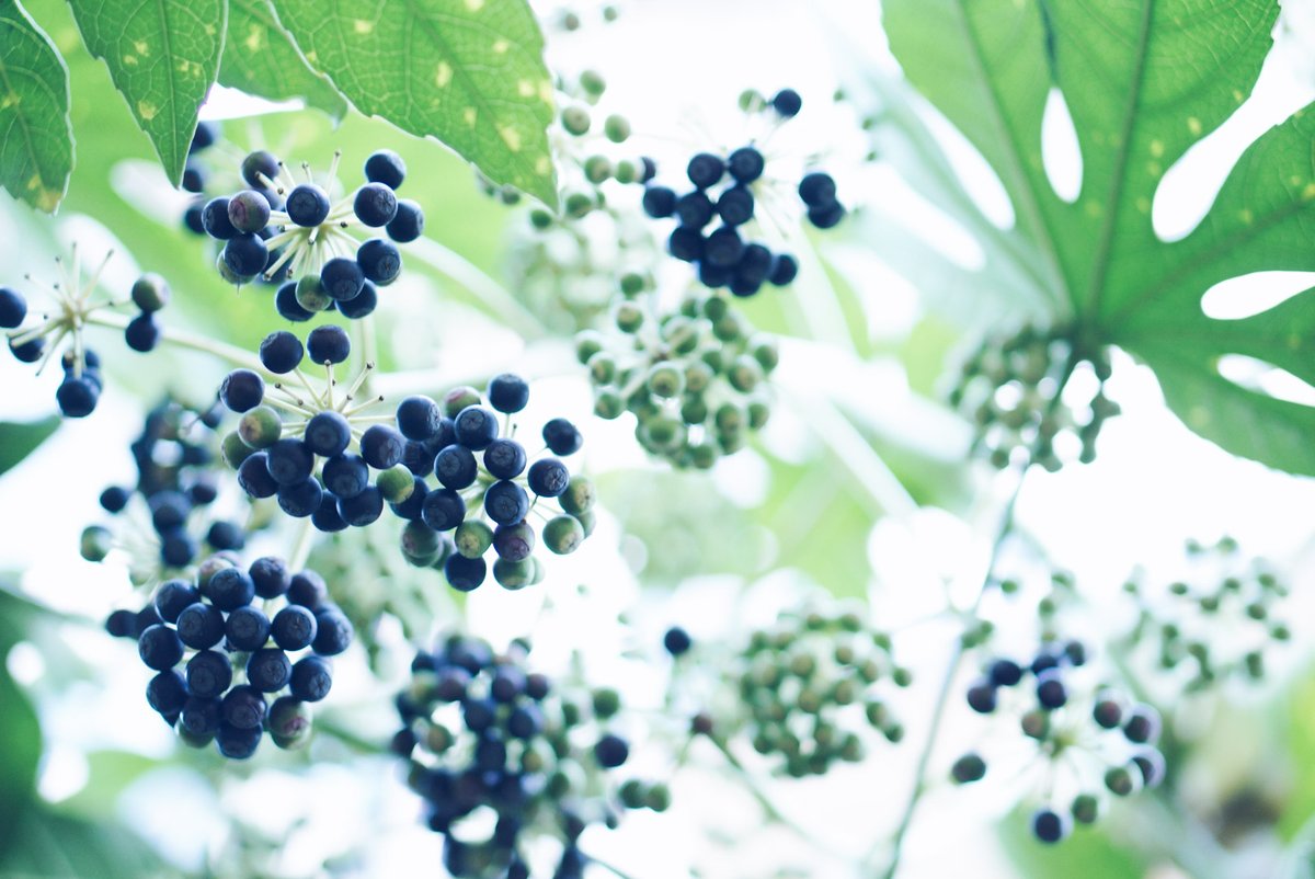 toshib9's tweet image. 庭の植物が神秘的に撮れた