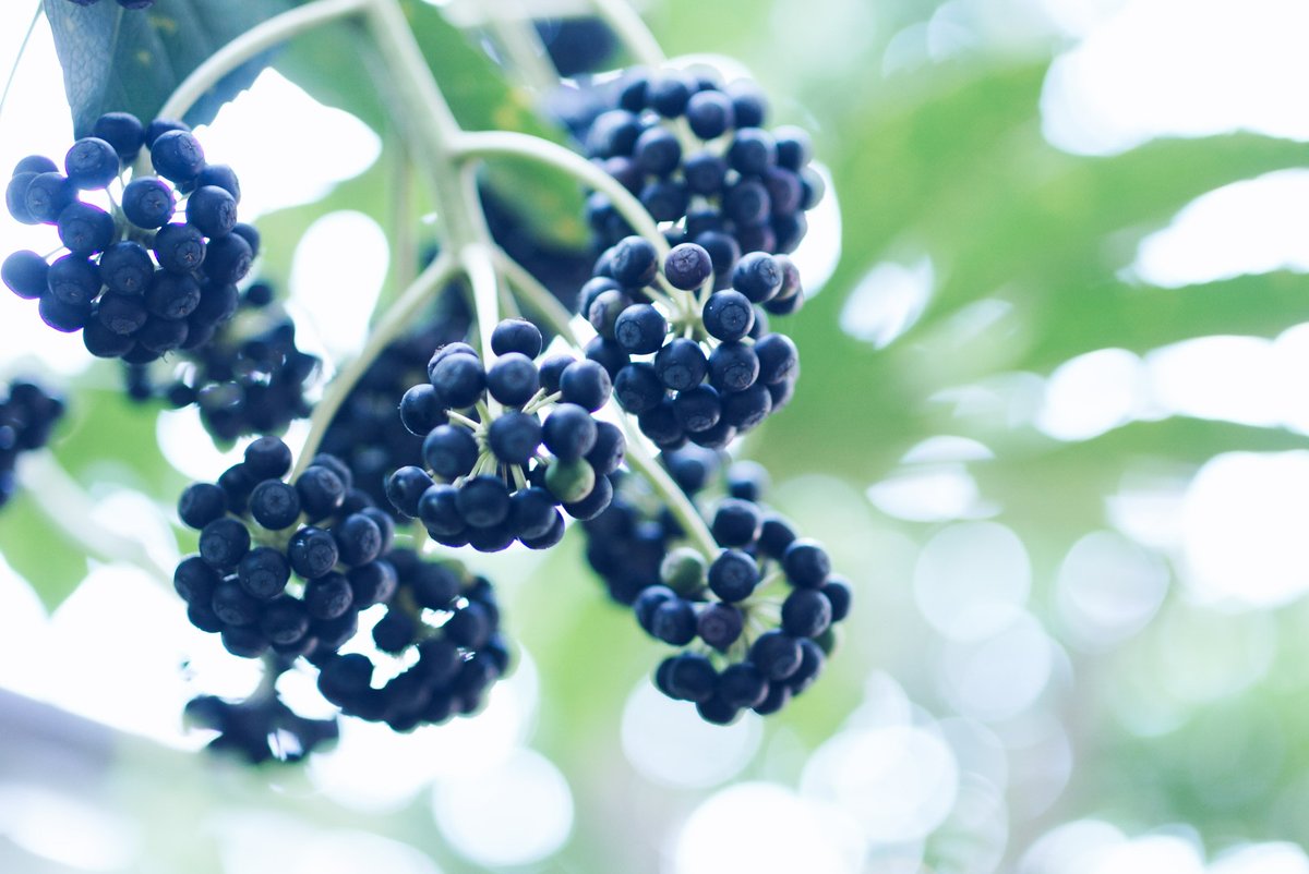 toshib9's tweet image. 庭の植物が神秘的に撮れた