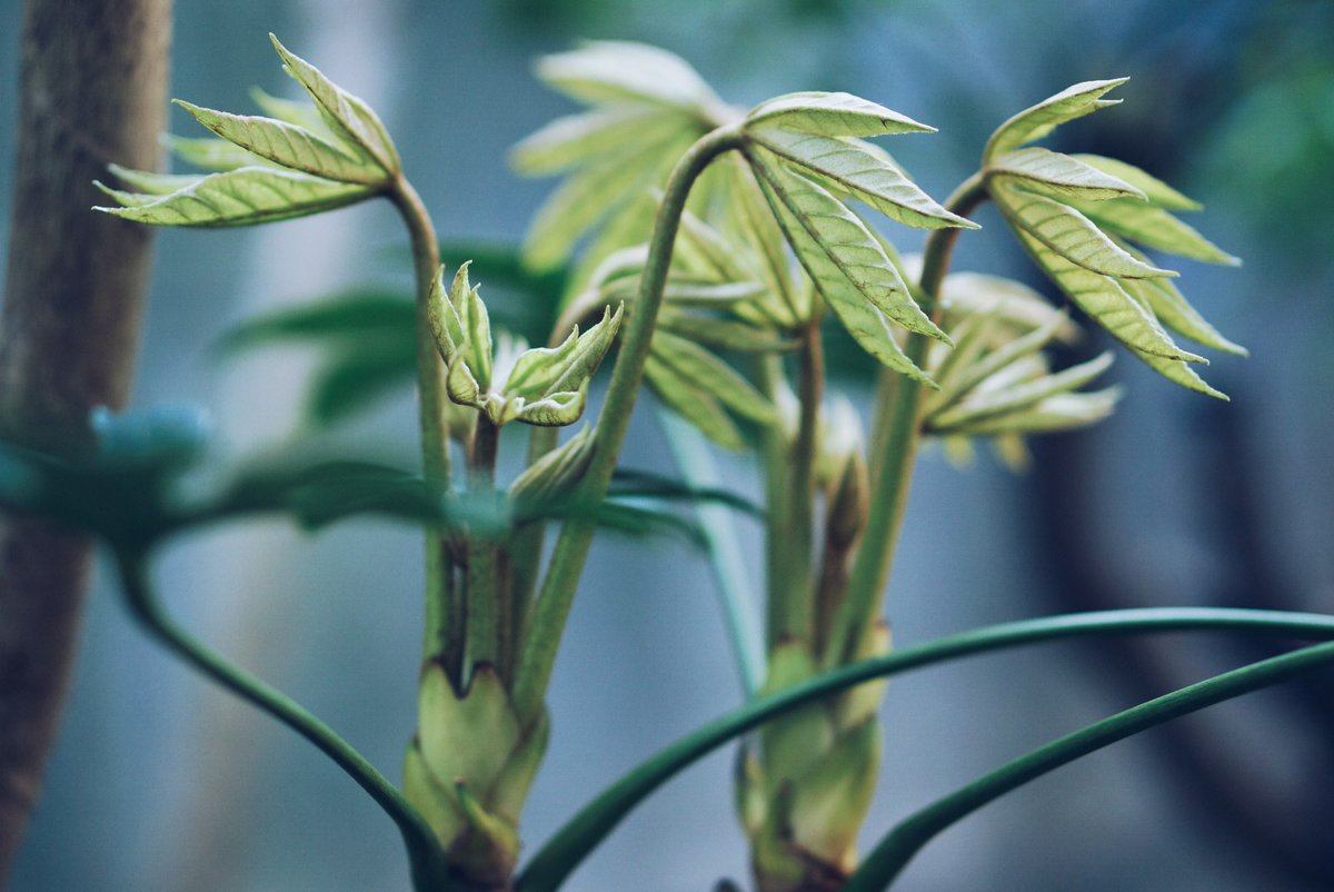 toshib9's tweet image. 庭の植物が神秘的に撮れた