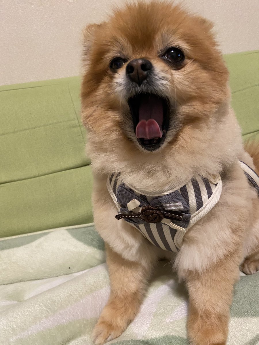 うちの子昨日誕生日だったからハーネスを買ったんだけれど可愛すぎて親バカが止まらない…まじ天使…